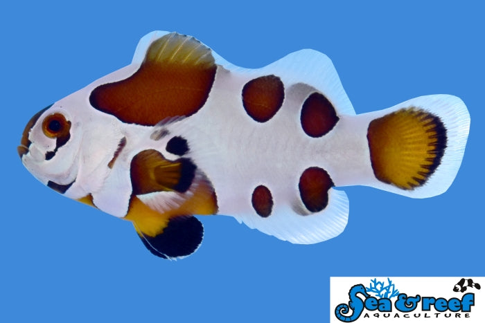 Detail photo for Mocha Storm Clownfish
