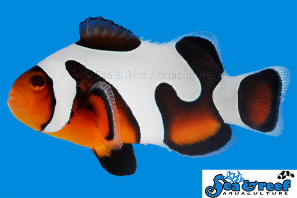 Detail photo for MochaVinci Grade A Clownfish