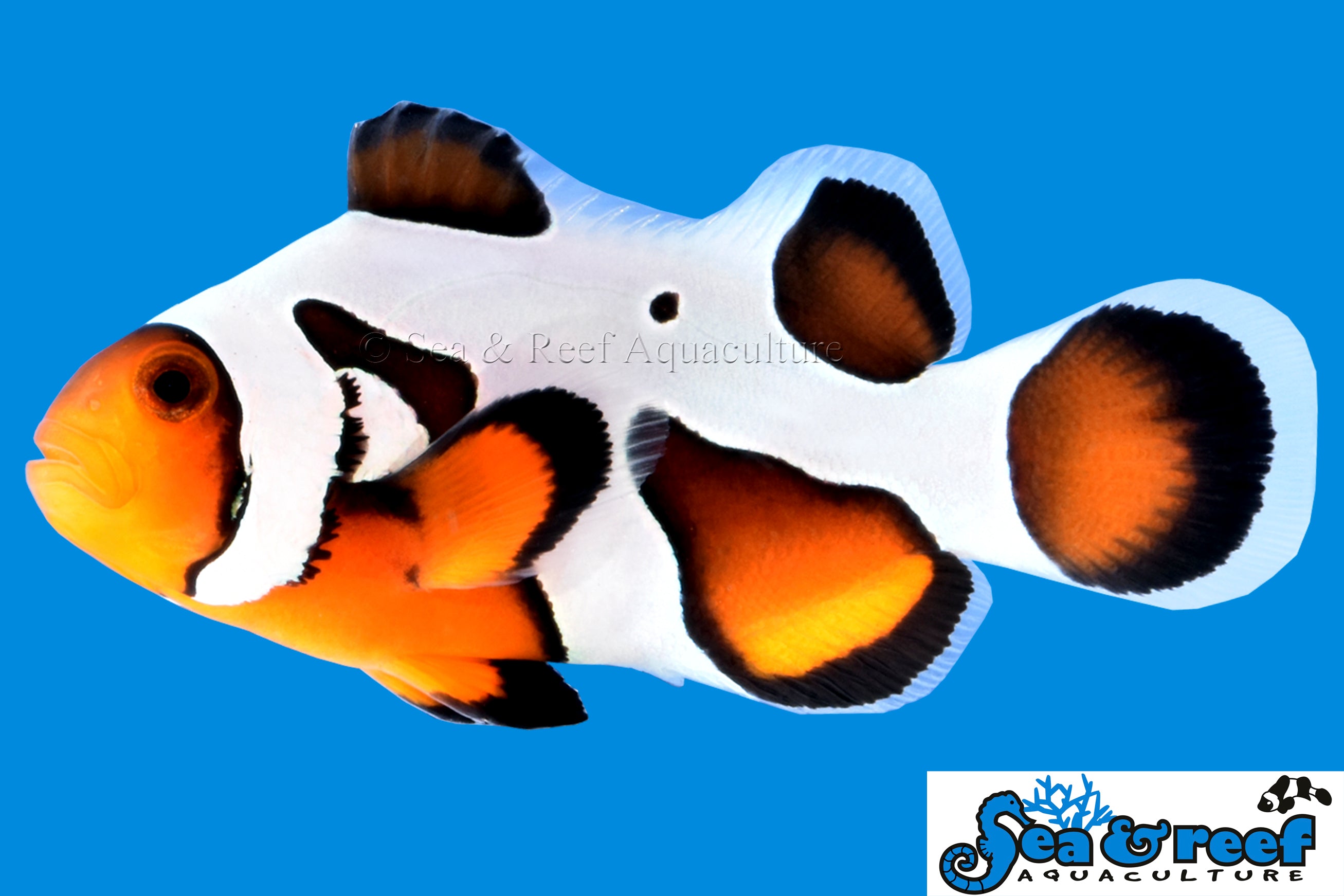 Detail photo for MochaVinci Extreme Clownfish