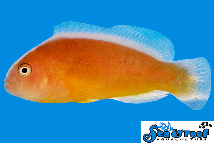 Detail photo for Orange Skunk Clownfish
