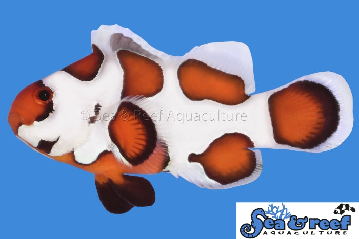 Detail photo for Orange Storm Clownfish