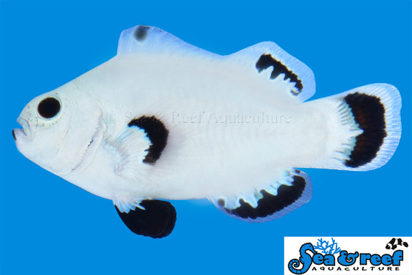 Detail photo for Snow Storm Clownfish