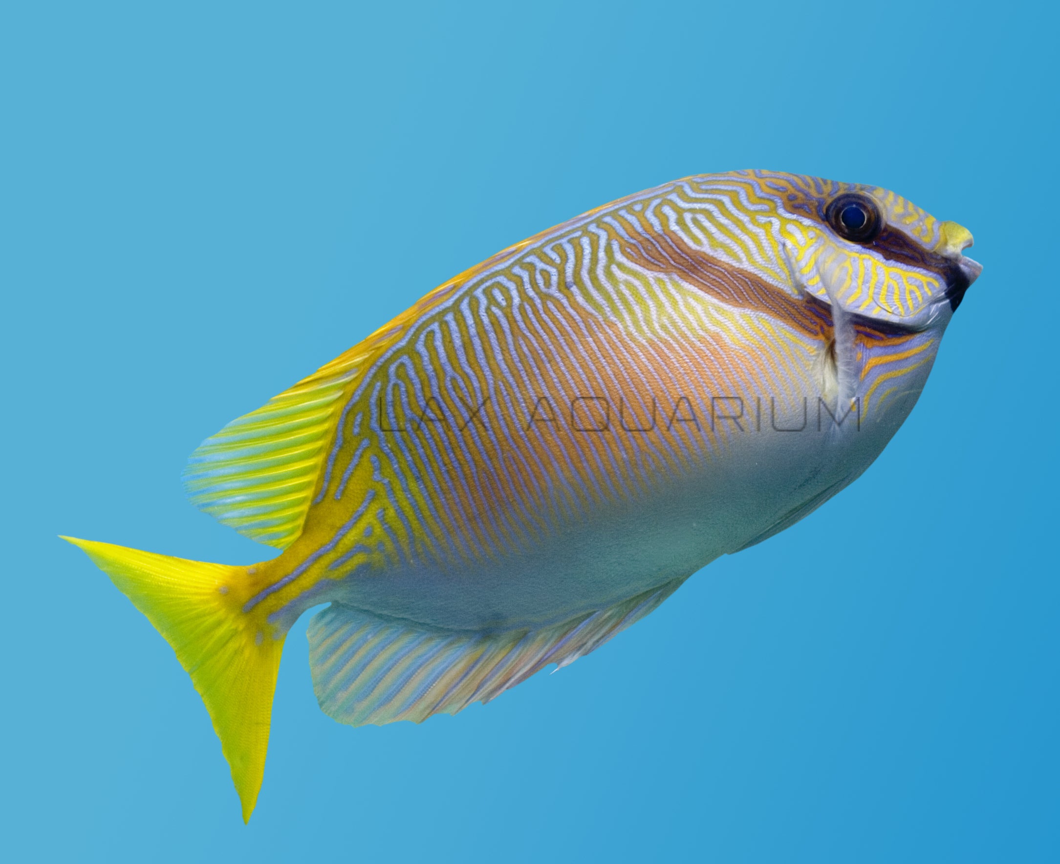 The best Scribbled Rabbitfish for sale – LAXAquarium