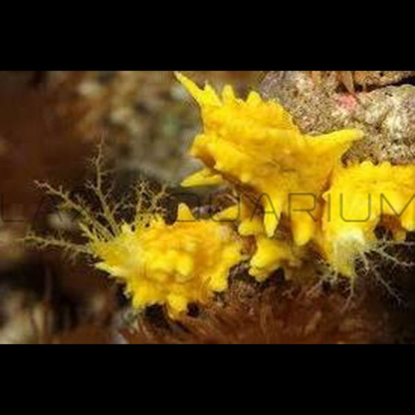 Yellow Sea Cucumber