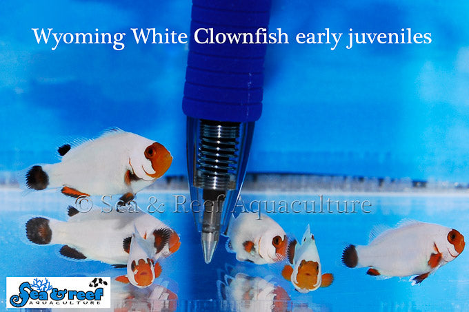 Detail photo for Wyoming White Clownfish