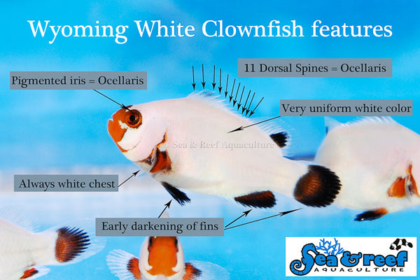 Detail photo for Wyoming White Clownfish